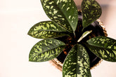 Adelonema wallissii